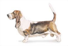 Basset Hound