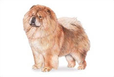 Chow Chow