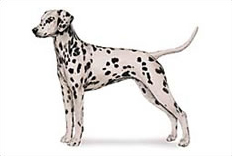 dalmatian