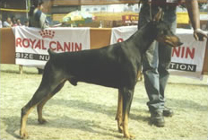 Dobermann