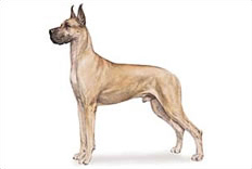 Great Dane