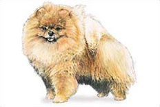 Pomeranian