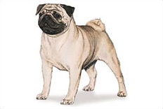 Pug