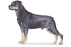 Rottweiler