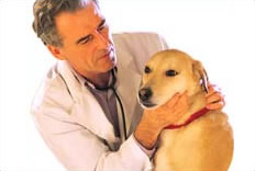 Dog Health